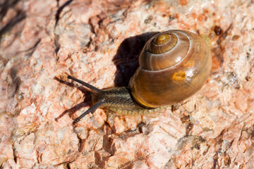 grape snail crawling on its territory