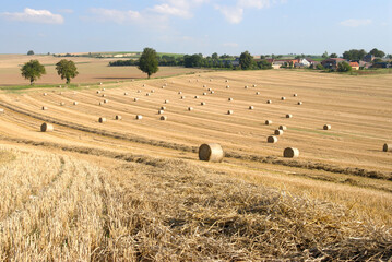 Enroulage de paille de blé après moisson. Bottes de paille dans le champ