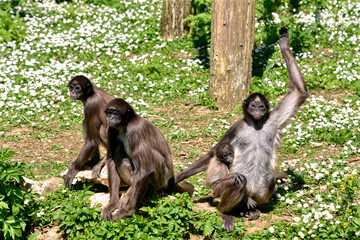 Variegated spider monkeys (Ateles hybridus marimonda) sitting on grass with daisy flowers with a cub