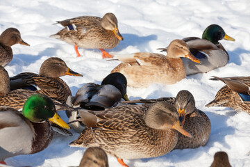 the cold season with frosts and snow, ducks sit in the snow
