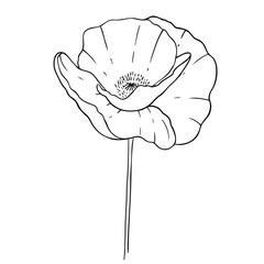 Poppy on a white background. Design for logo and wedding illustration. Black and white vector illustration.