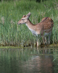 Beautiful male fallow deer stands in the water in the dunes of the Netherlands.