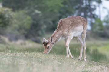 Beautiful male fallow deer in the dunes of the Netherlands.