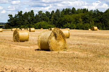 agricultural field with straw stacks
