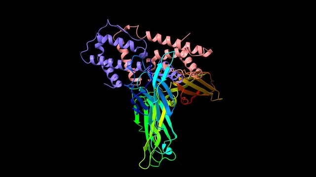 Structure of human Interleukin-5 homodimer in complex with its alpha receptor, 3D cartoon and Gaussian surface models, black background