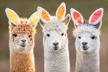 Three funny alpacas with bunny ears