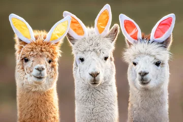 Foto op Canvas Drie grappige alpaca& 39 s met konijnenoren © Rita Kochmarjova