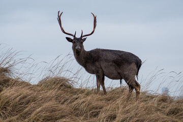 Beautiful male fallow deer in the dunes of the Netherlands on a rainy day.