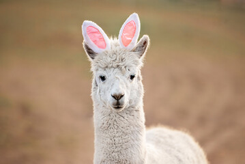 Obraz premium Funny alpaca with bunny ears on its head
