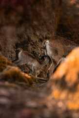 Naklejka premium A deer that is only a few days old is suckling on its mother's breast. Her nest is perfectly camouflaged in the middle of the forest between two rocks