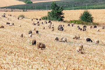 Fototapeta premium Herd of farm sheep grazing on empty agricultural cornfield