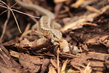 Eidechse frisst Engerling