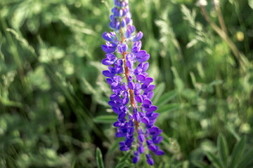 lupine flower