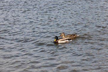 waterfowl ducks in spring or summer