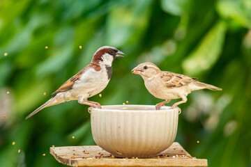 Male and female House Sparrow enjoying the seeds in a feeding cup