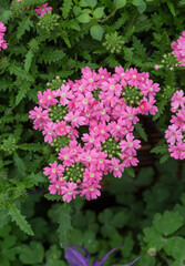 Blooming red flowers beauty sakura and green leaves，Verbena hybrida