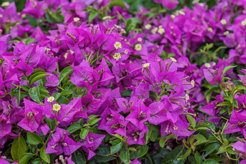 Obraz premium Bougainvillea, a genus of thorny ornamental vines, bushes, and trees. Flowers for parks, gardens, rooms