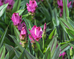 Turmeric, Curcuma Siam Splash, Curcuma, Siamese or Thai tulip, the exotic Zingiberaceae family. The healing and cleansing effect for the entire body