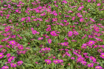 Obraz premium Bellis, a genus of flowering plants in the daisy family. Popular cultivated ornamental plant