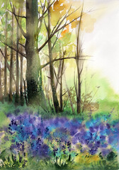 Watercolor illustration of a green sunlit forest with tall trees, rays of light and with a bluebell meadow