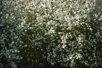 First blossoms in Paris