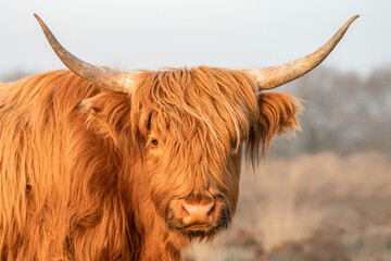 Portrait of a beautiful Highland Cows cattle (Bos taurus taurus) grazing in field. Veluwe in the Netherlands. Scottish highlanders in a natural  landscape. A long haired type of domesticated cattle.