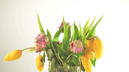 A fading bouquet of rose roses and yellow tulips flowers timelapse on white background. Concept of death floral object.