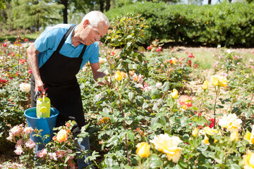 Portrait of senior man taking care of rose bushes at flowerbed in park