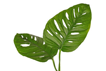 Large leaf of tropical 'Monstera Adansonii' houseplant with holes isolated on white background