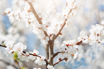Beautiful apricot flowers landscape. Floral spring abstract background of nature. Branches of blossoming tree with soft focus. Easter and spring greeting cards. Springtime
