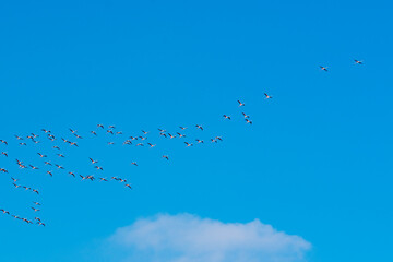 Obraz premium Flamingos in flight 3