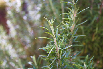 Rosemary bush, Salvia Rosmarinus, close up of two branches with blurred background