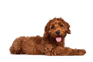 Adorable red Cobberdog aka Labradoodle dog puppy, laying down side ways. Looking straight to camera, tongue out. Isolated on a white background.