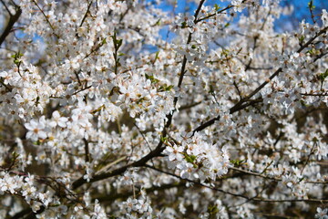 White blossoming cherry tree, filled frame, spring sunny day