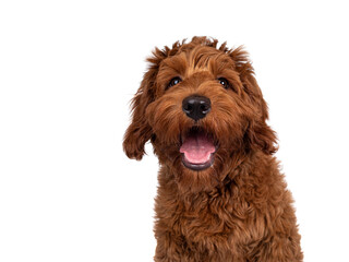 Head shot of adorable red Cobberdog aka Labradoodle dog puppy, sitting up facing front . Looking...