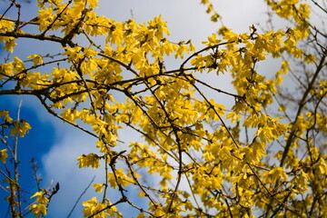 Flowering Forsythia branches against white clouds and sky, spring time