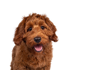 Head shot of adorable red Cobberdog aka Labradoodle dog puppy, sitting up facing front . Looking straight to camera, mouth slightly open. Isolated on a white background.