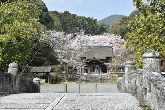 春の三井寺　護法善神堂　滋賀県大津市