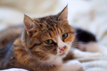A beautiful domestic cat with green eyes lies lazily on the bed. Gray-white ginger cat looks into the frame