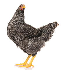 one black chicken isolated on white background, studio shoot