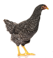 one black chicken isolated on white background, studio shoot