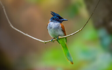 Indian Paradise flycatcher bird generally found in tree canopy areas in search of the insects flying around.
