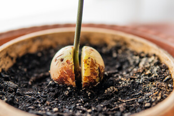 germinated avocado stone in pots