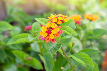 Colorful West Indian Lantana bloom with sunlight in the garden on blur nature background. Is a Thai herb.