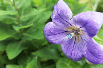 Obraz premium 初夏の庭 雨上がりの桔梗の花