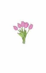Pink tulip  sketch illustration. Womens day 