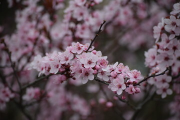Cherry blossom on a gloomy April day