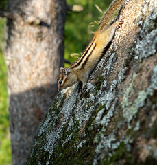 Fototapeta premium striped chipmunk hanging upside down