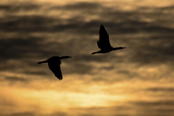 Fototapeta na wymiar flying Great cormorant in the morning sunrise in the Netherlands.