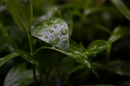Horizontal close-up outdoor photography of a freah water drops on a dark-green leaf after rain at overcas morning in the garden